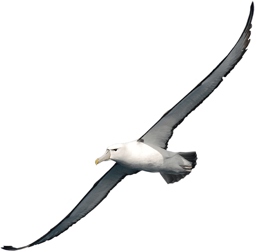 Albatross PNG - 26146