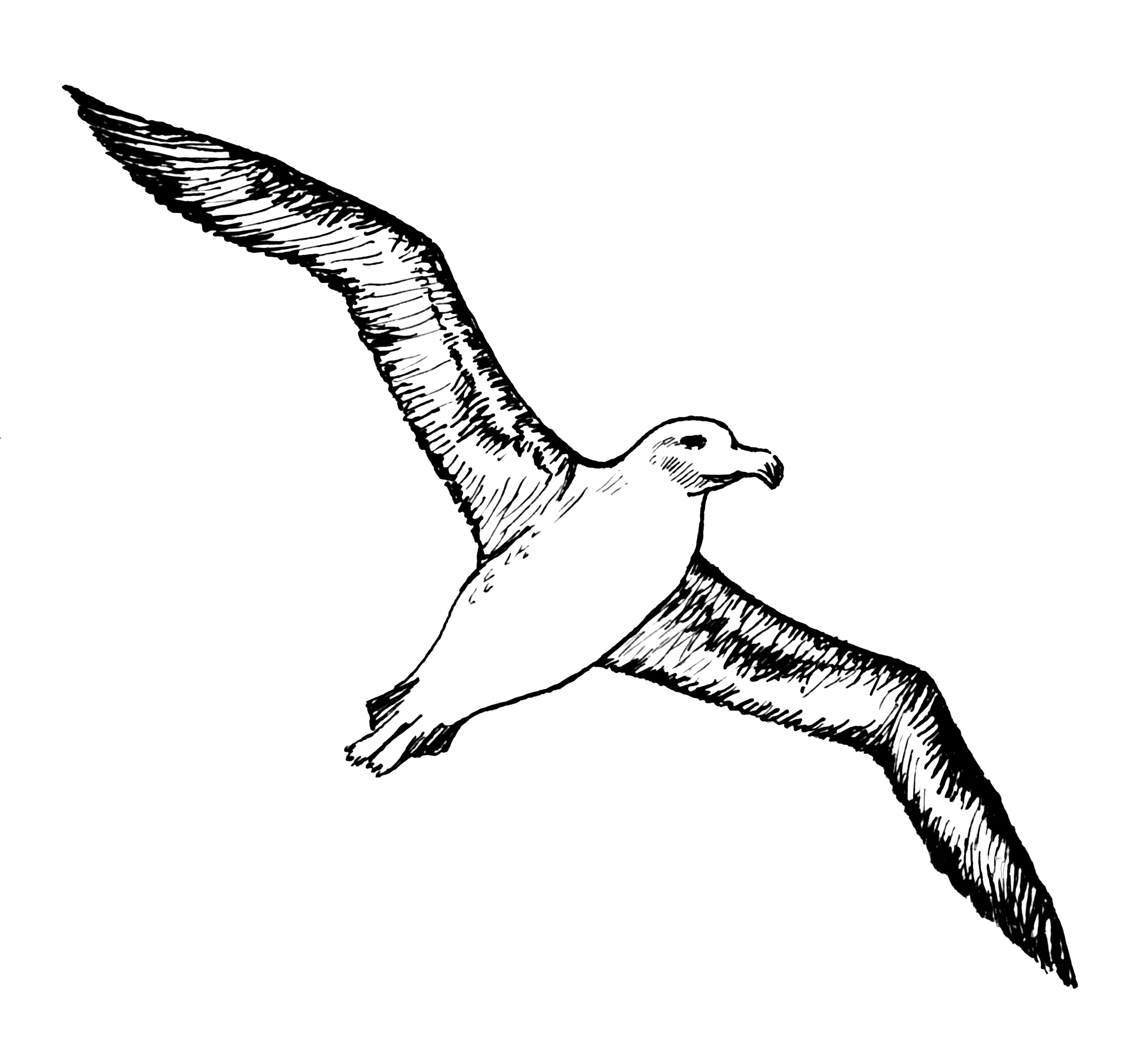Albatross PNG - 26150