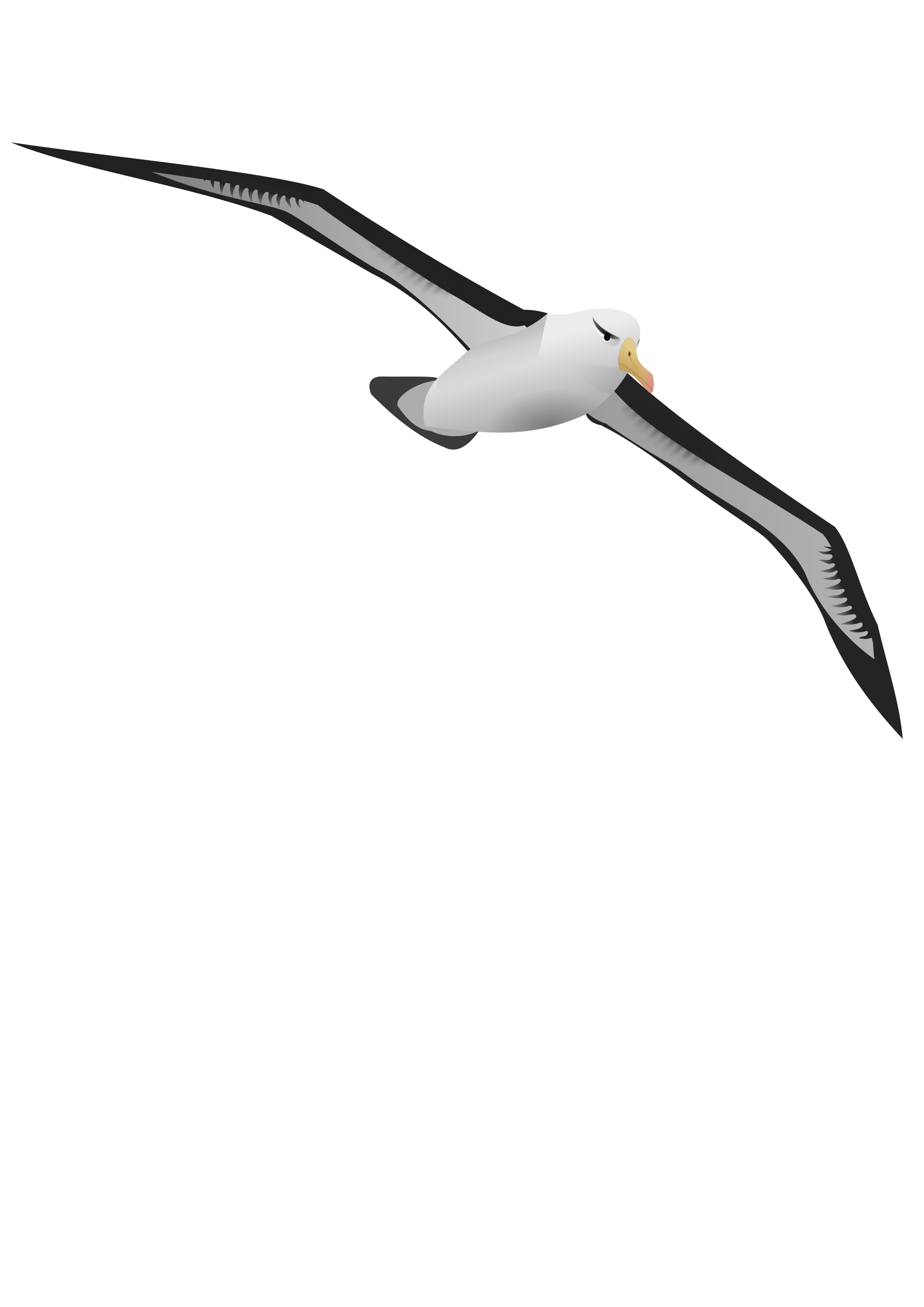 File:Albatross 2 (PSF).png