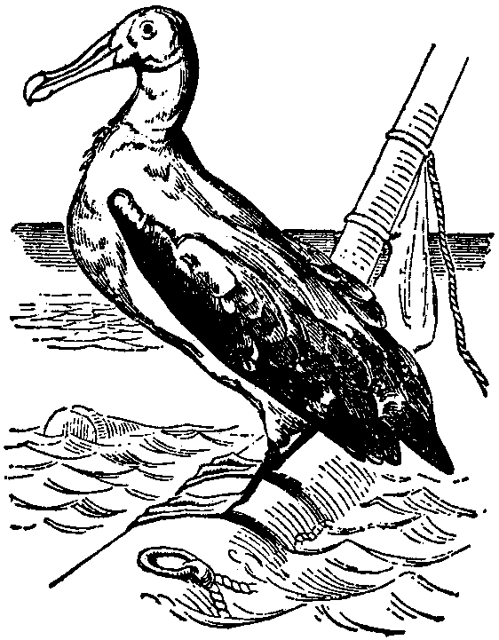 Albatross PNG - 26162