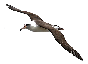 Albatross PNG File