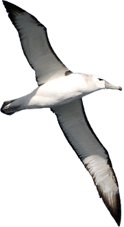 Albatross PNG - 26154