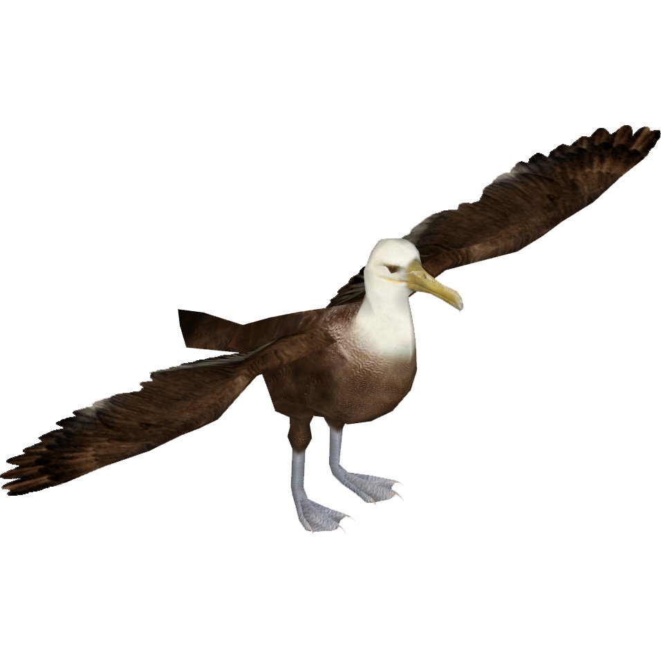 Albatross PNG - 26155