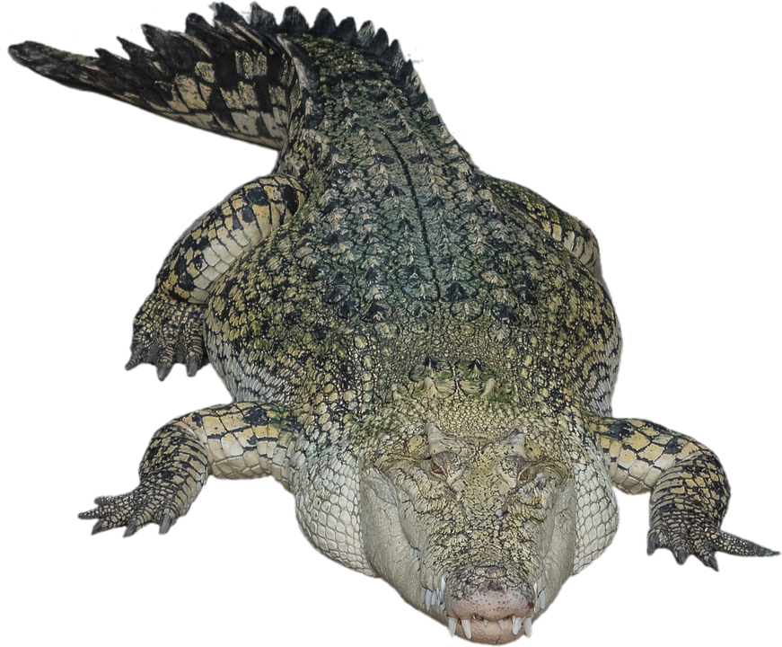 Aligator PNG HD - 144335