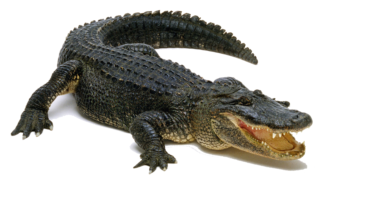 Aligator PNG HD - 144336