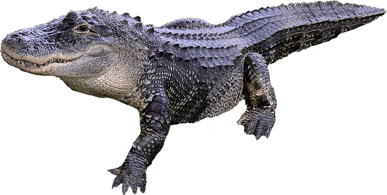 Aligator PNG HD - 144340