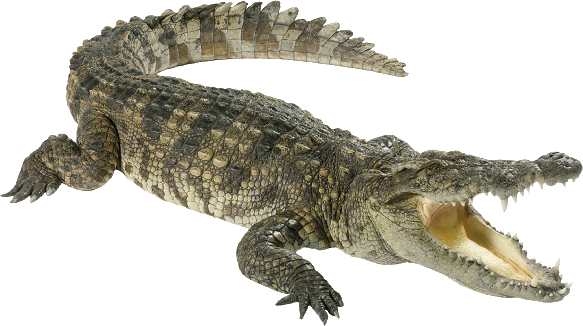 PNG STOCK: Crocodile by MAKY-