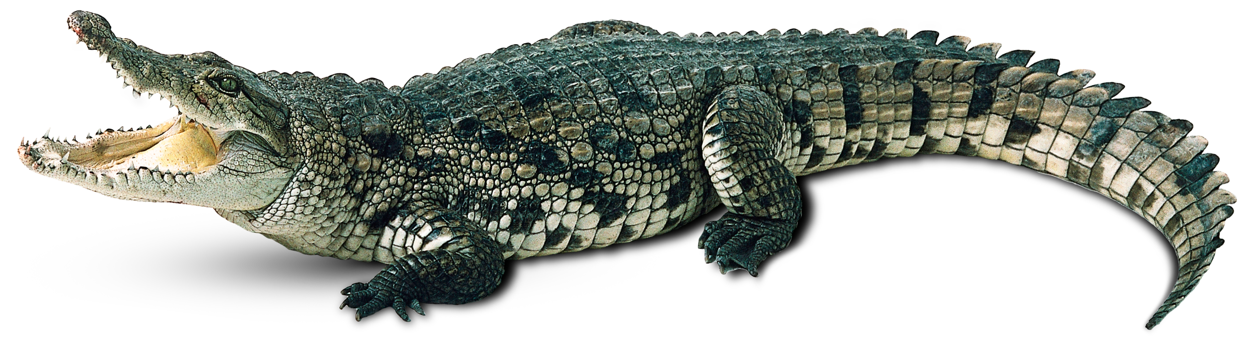 PNG STOCK: Crocodile by MAKY-