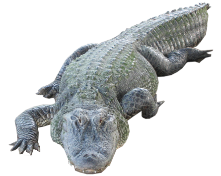 Aligator PNG HD - 144347
