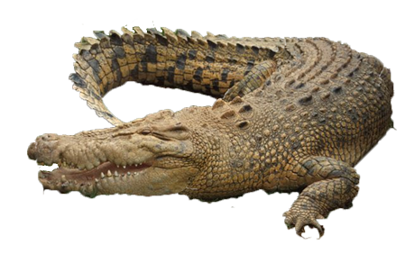 Aligator PNG HD - 144349