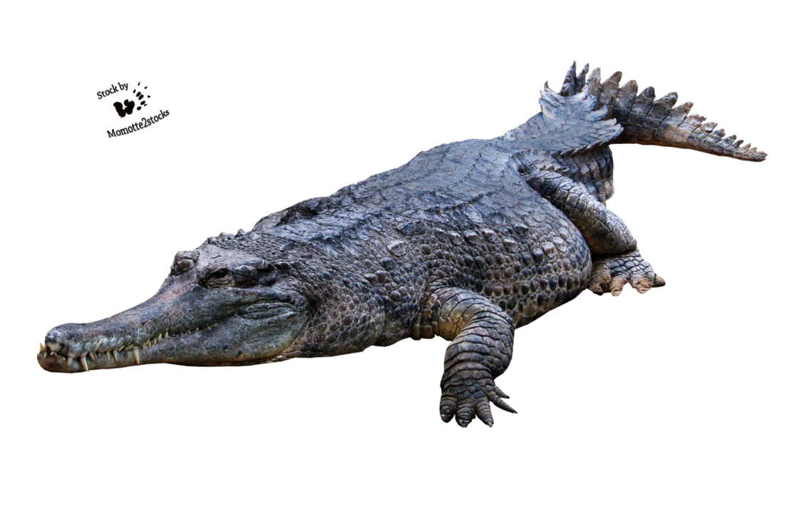 Aligator PNG HD - 144345
