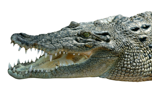 Aligator PNG HD - 144338