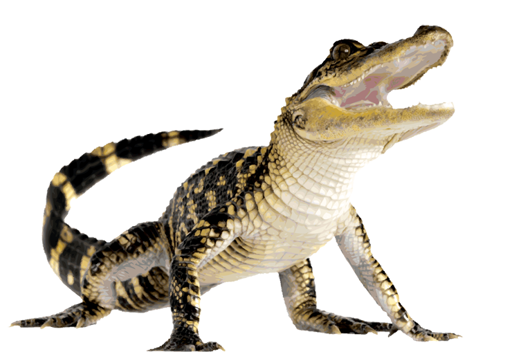 Alligator PNG Transparent Ima
