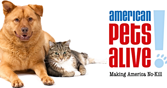 American Pets Alive! Collar u