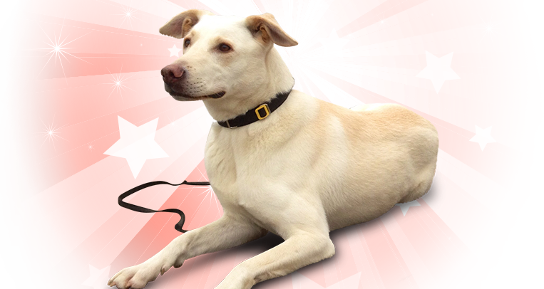 American Pets PNG - 30759