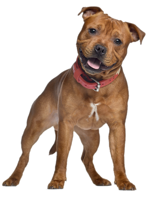 American Pets PNG - 30761