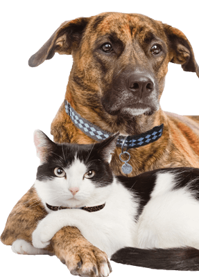 American Pets PNG - 30766