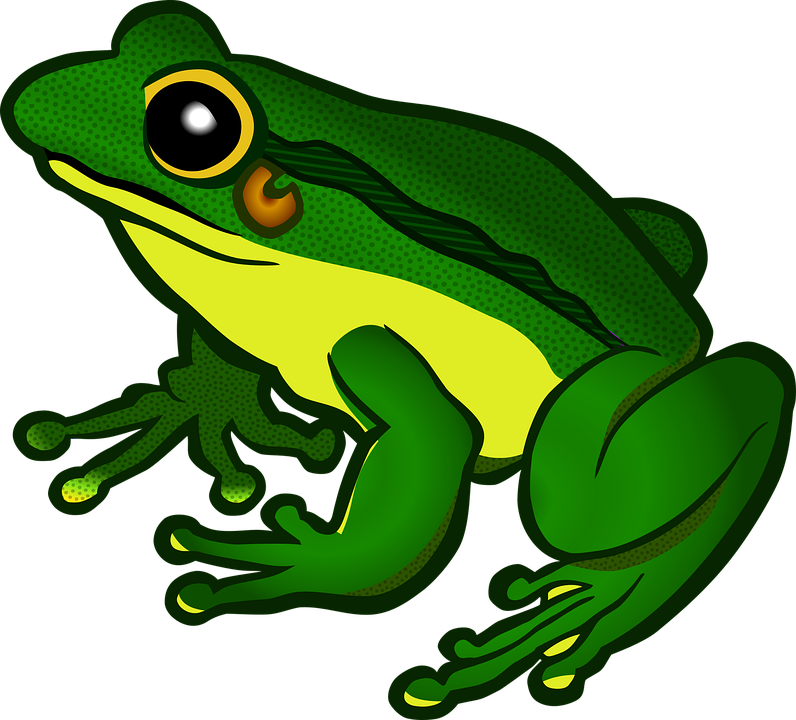 Amphibian PNG - 24675
