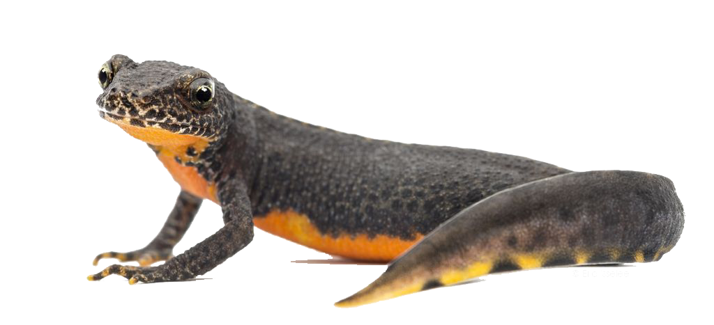 Amphibian PNG - 24666