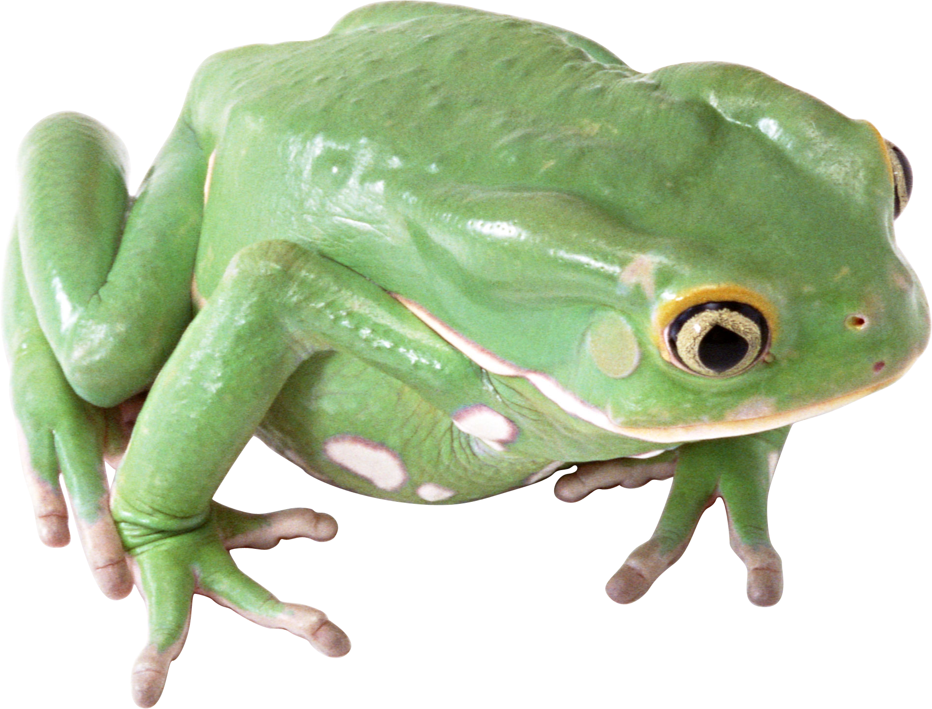 Amphibian PNG - 24670