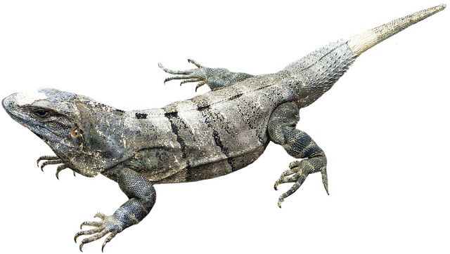 Amphibian PNG - 24674
