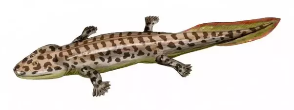 Amphibian PNG - 24673