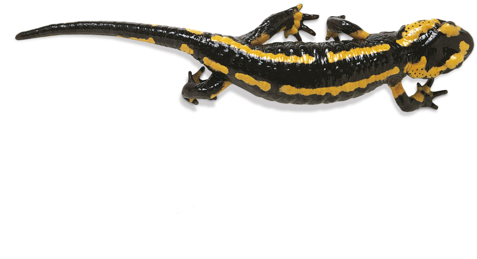 Amphibian PNG - 24681