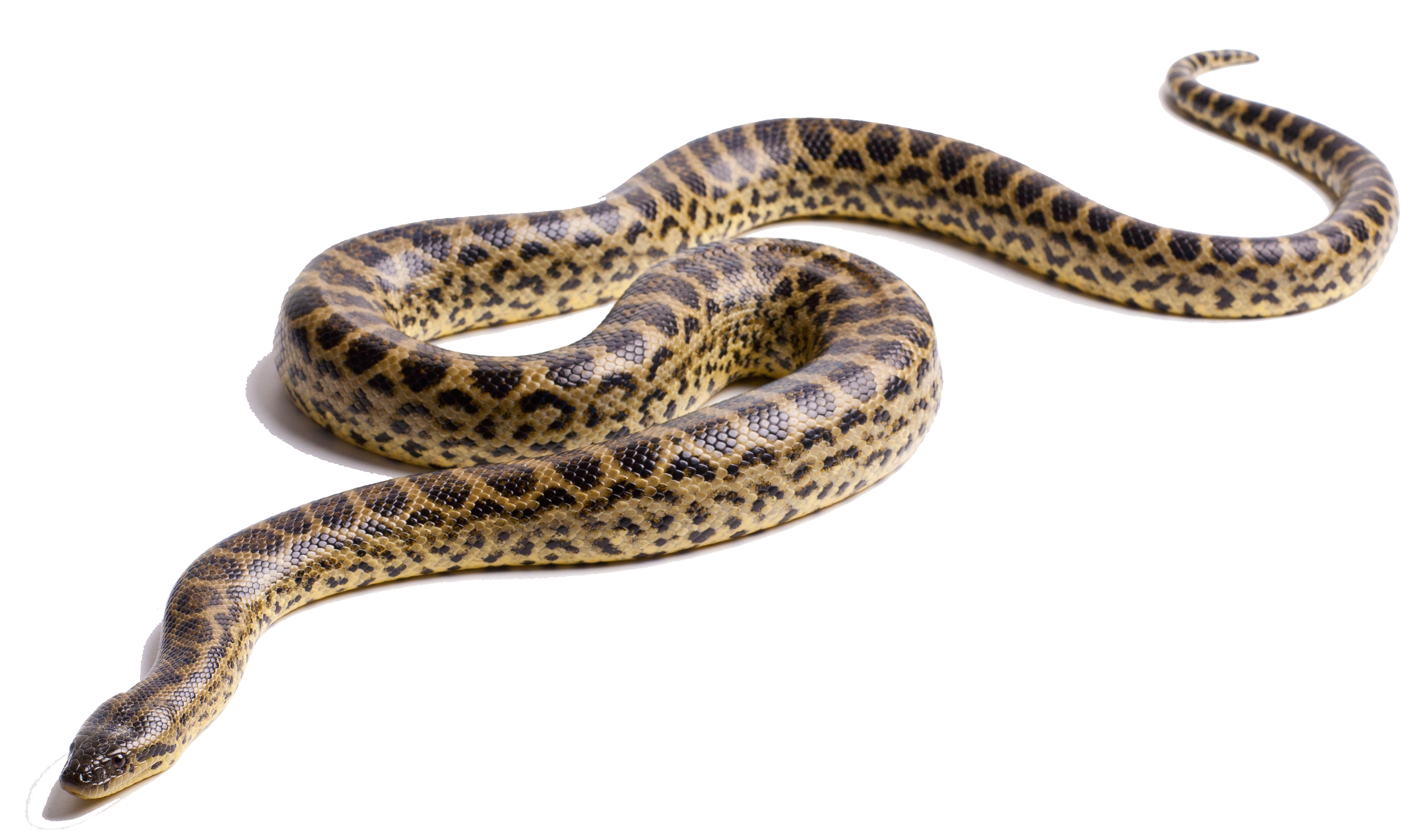 Anaconda Transparent Backgrou