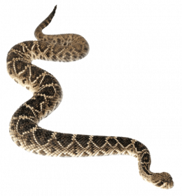 Anaconda PNG - 27334