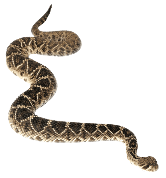 Anaconda PNG - 10944
