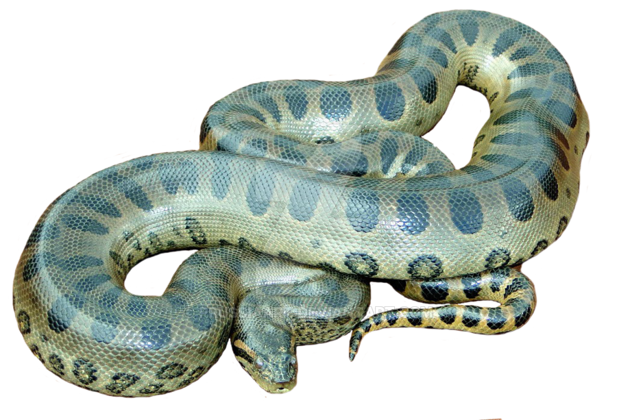 Anaconda PNG - 27330