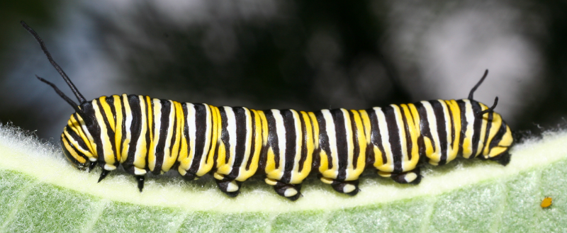 Caterpillar PNG - 1788
