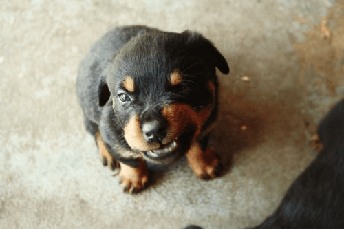 Angry Dog PNG HD - 137293