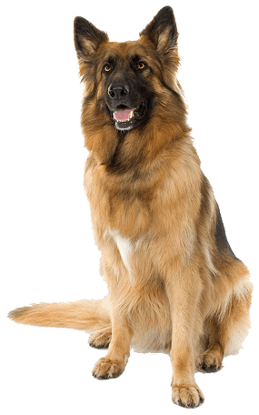 German Shepherd Puppy Pet - d
