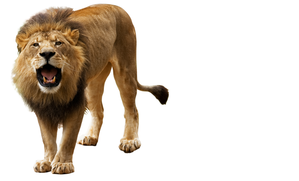 Lioness Roar PNG Photo