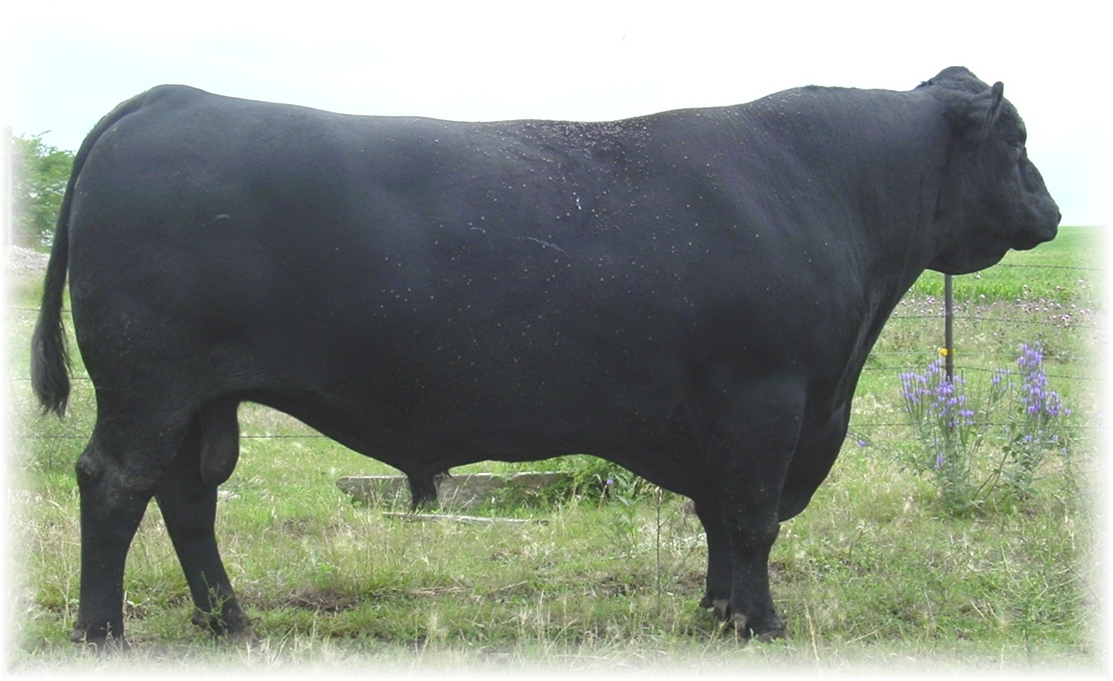 Angus Bull PNG - 167968