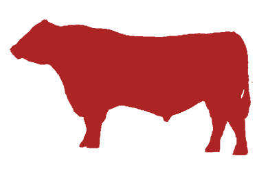 angus bull cattle cow art art