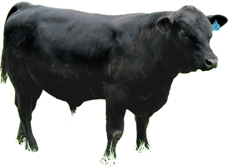 Angus Bull PNG-PlusPNG.com-11
