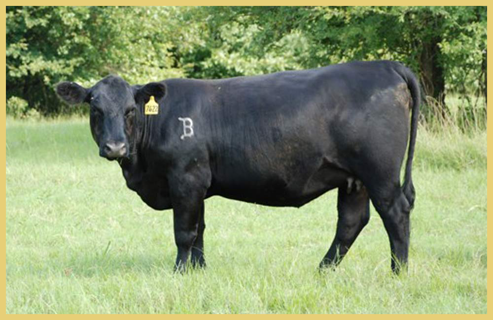 Angus Cattle PNG - 167904
