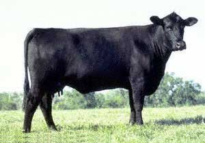 Angus Cattle PNG - 167914