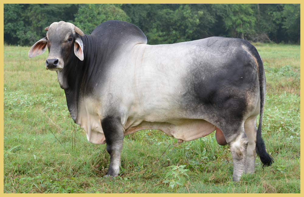 Angus Cattle PNG - 167916