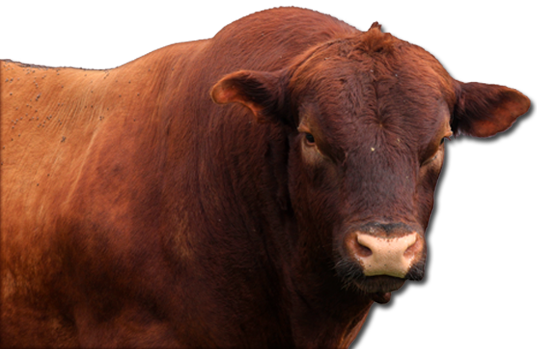 Angus Cattle PNG - 167913