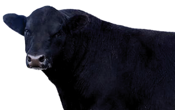 Angus Cattle PNG - 167900