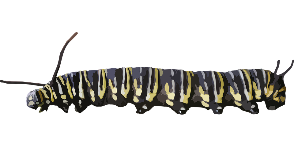 Caterpillar PNG - 1784