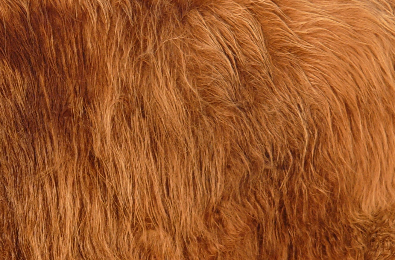 Animal Fur PNG - 143679
