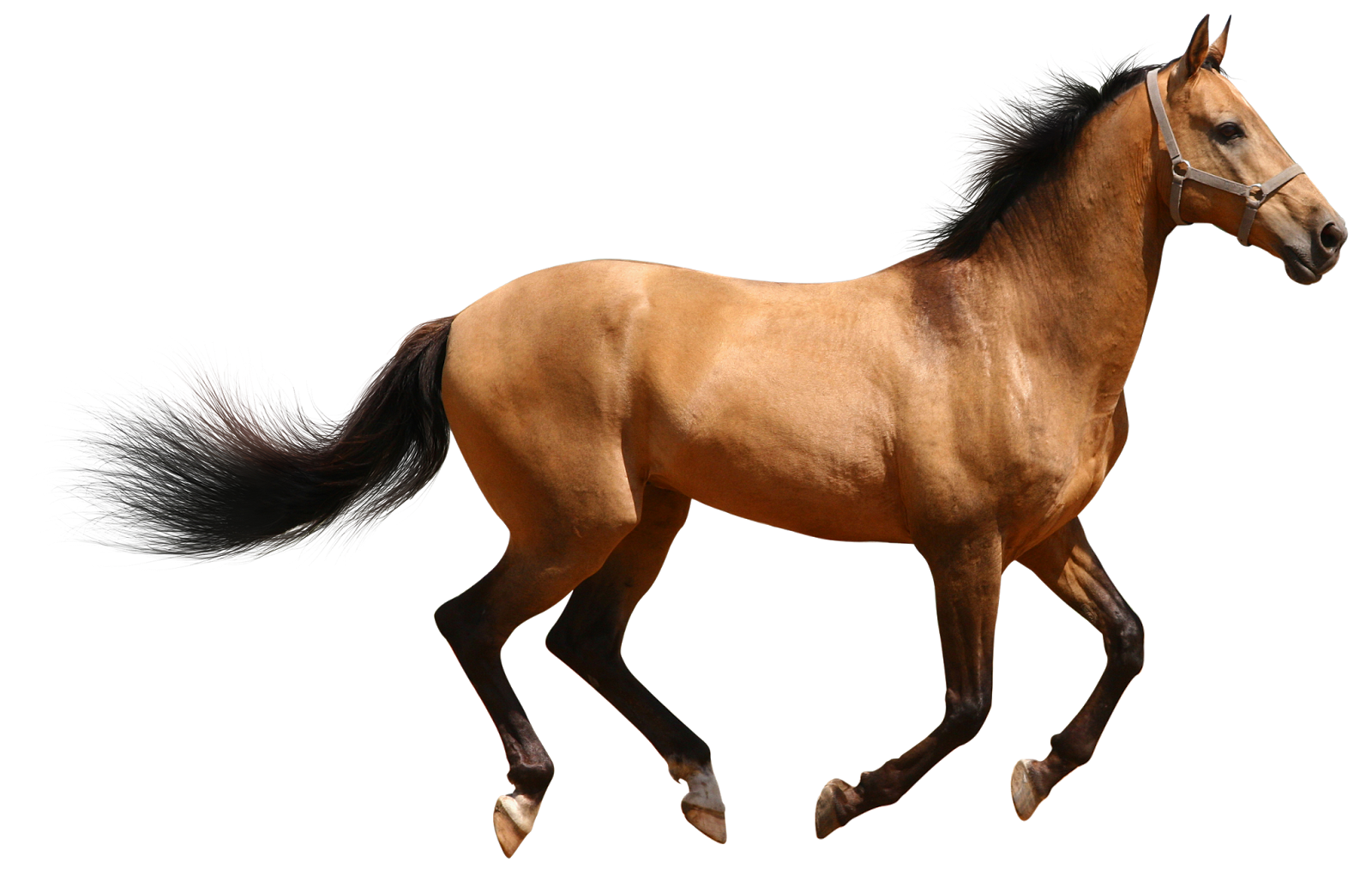 Horse 3d Animal Png image #22