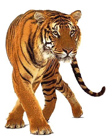 I absolutely love tigers and 