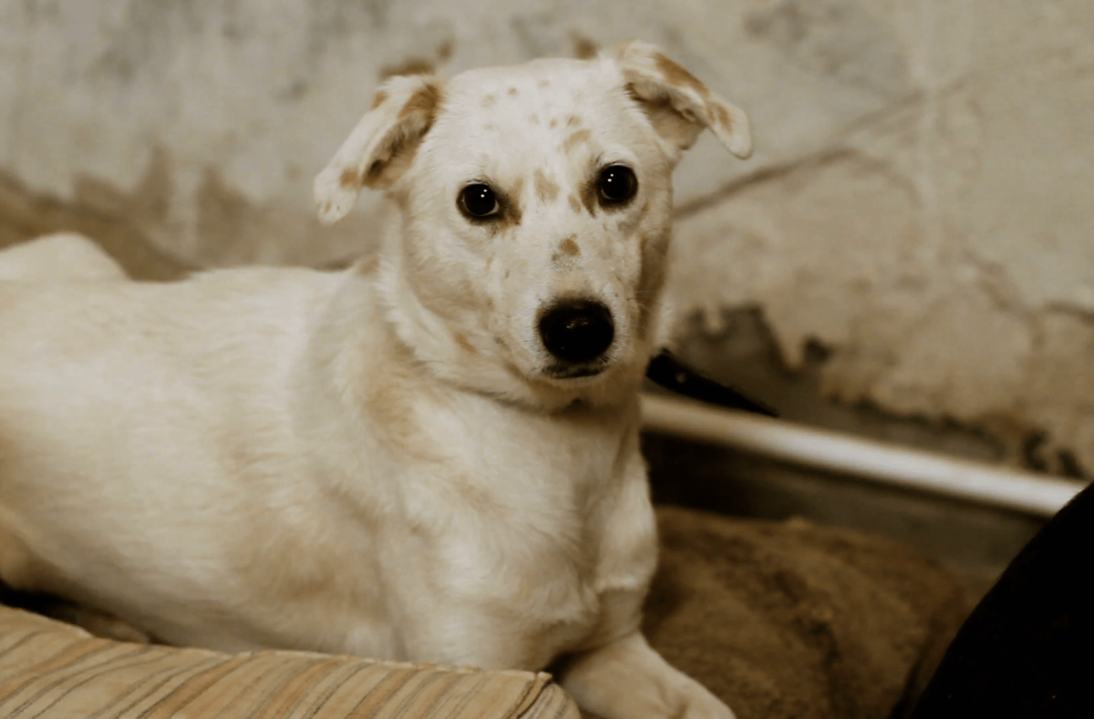 Animal Shelter PNG HD - 124860