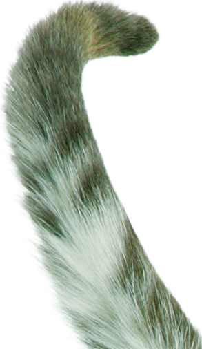 Animal Tail PNG - 168693
