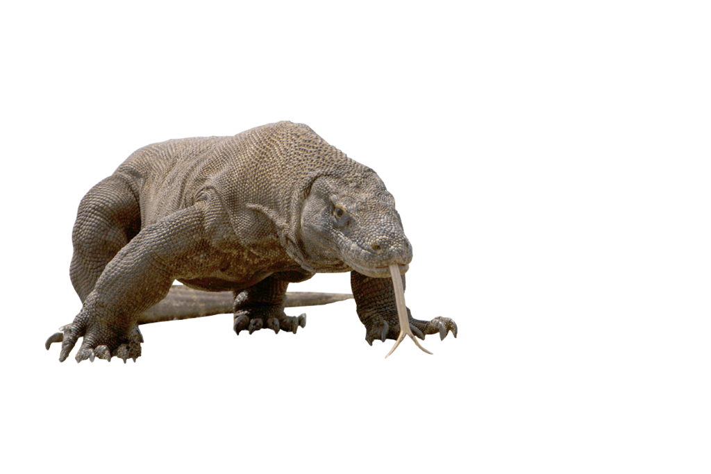 Animals That Run PNG - 168246